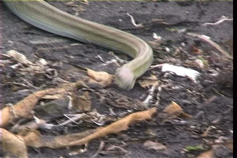 Snake, a runner Видео 913892