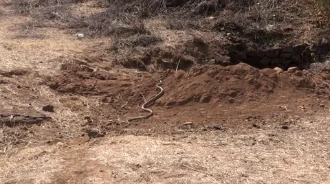 A snake Running Stock Footage 50153819
