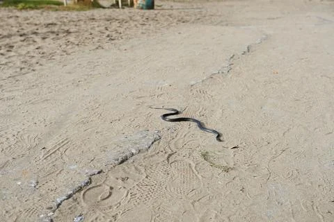 A snake in the sand on the beach Stock Photos