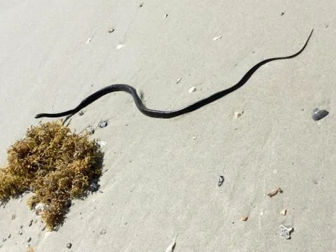 Snake in the sand closeup Stock Photos