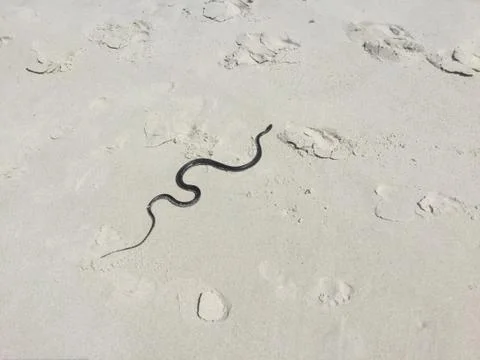 Snake in the sand Stock Photos