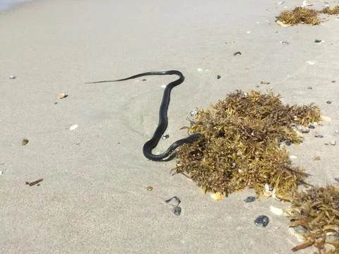 Snake in the sand Stock Photos