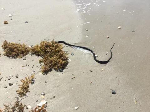 Snake in the sand Stock Photos