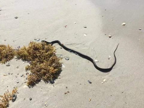 Snake in the sand Stock Photos