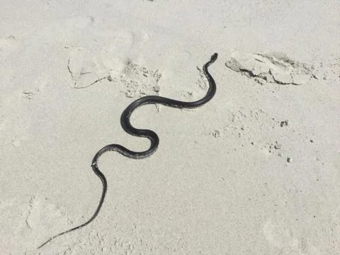 Snake in the sand Stock Photos