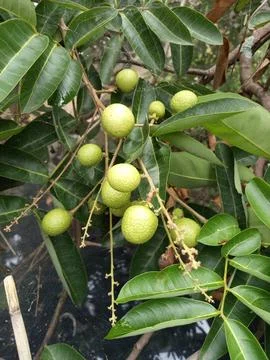 Snake scale fruit Foto stock