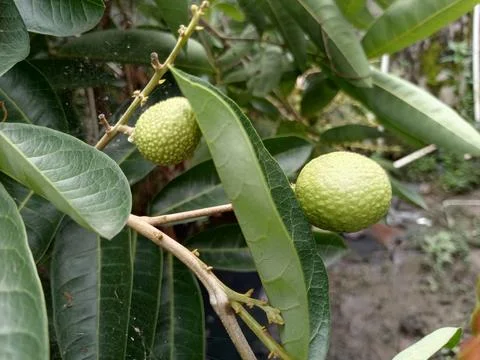 Snake scale fruit Stock Photos