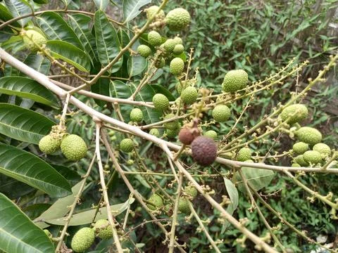 Snake scale fruit Stock Photos