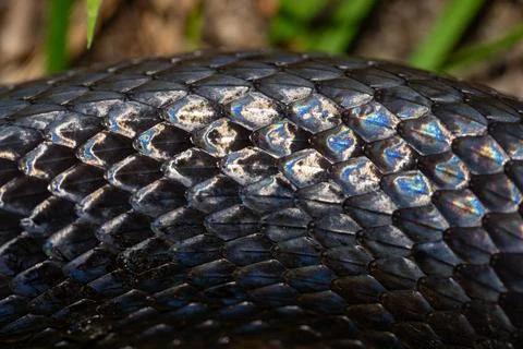 Snake scale pattern. Black snake scales. Close-up of snakeskin scales. Macro Foto stock