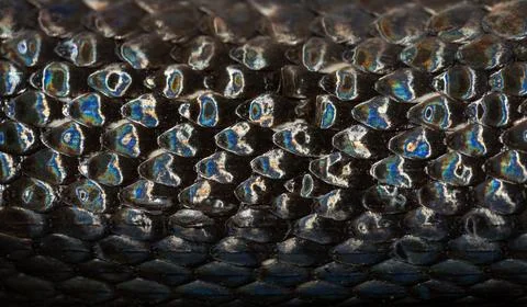 Snake scale pattern. Black snake scales. Close-up of snakeskin scales. Macro Foto stock