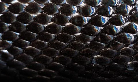 Snake scale pattern. Black snake scales. Close-up of snakeskin scales. Macro Foto stock