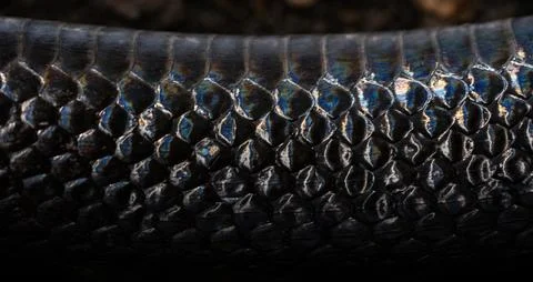Snake scale pattern. Black snake scales. Close-up of snakeskin scales. Scaly Foto stock