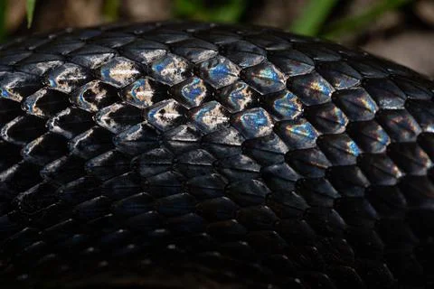 Snake scale pattern. Black snake scales. Close-up of snakeskin scales. Macro Foto stock