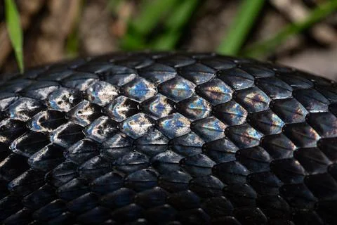 Snake scale pattern. Black snake scales. Close-up of snakeskin scales. Scaly Foto stock