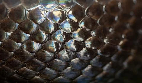 Snake scale pattern. Black snake scales. Close-up of snakeskin scales. Scaly Foto stock