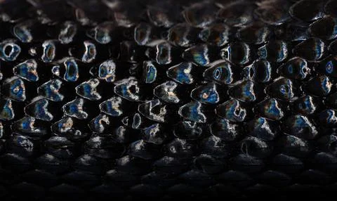 Snake scale pattern. Black snake scales. Close-up of snakeskin scales. Macro Foto stock