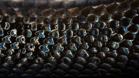 Snake scale pattern. Black snake scales. Close-up of snakeskin scales. Macro Foto stock