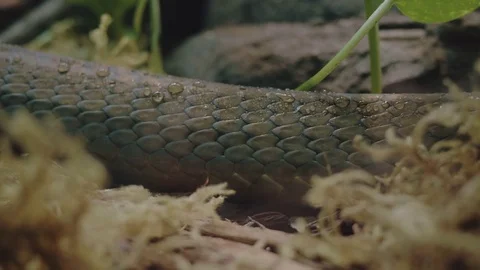Snake Scales 4K Stock Footage 79905356