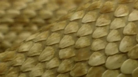 Reptile scales - pattern - extreme close, Stock Video