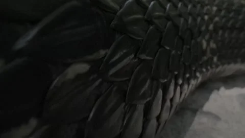 Snake scales moving up close Stock Footage 249790503