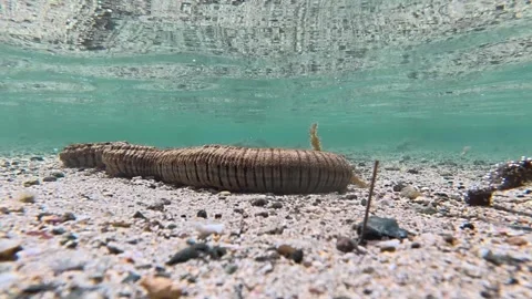 Snake sea cucumber moving in shallow crystal clear ocean water on Coral Coast Stock Footage 346681799