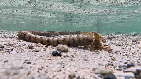 Snake sea cucumber Synapta maculata tentacles in ocean water on Coral Coast Stock Footage 346680872