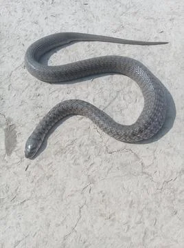 A snake is seen walking on the ground Stock Photos