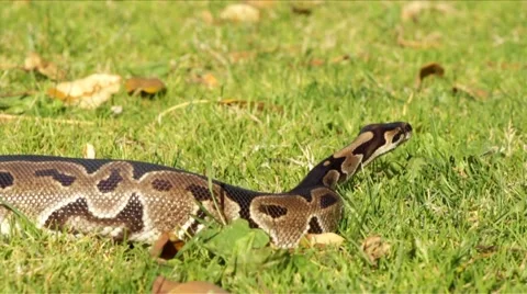 Snake Series - Ball Python ( HD ) 스톡 동영상 5505760