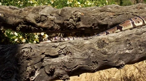 Snake Series - Ball Python ( HD ) 스톡 동영상 6035760