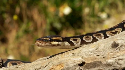 Snake Series - Ball Python ( HD ) Stock Footage 6074689