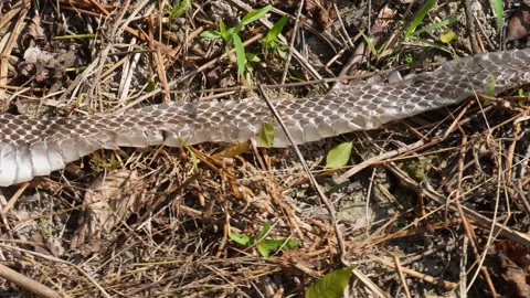 Snake shell or Snake skin Stock Footage 291510233