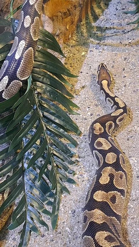 Snake Short Video Video stock 273512863