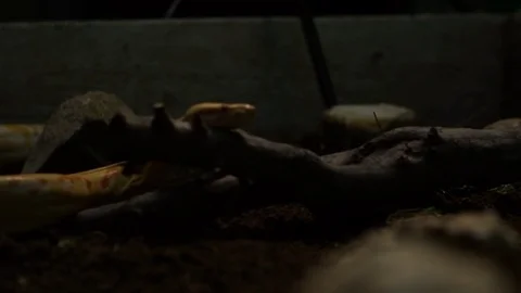Snake shot natural conditions. studio light Stock Footage