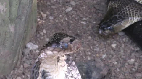 Snake Show in Thailand Stock Footage 59840463
