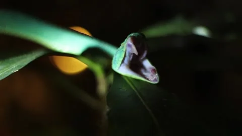 Snake showing fangs Stock Footage