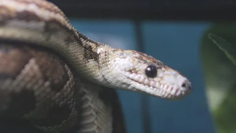Snake is shown with its head up and its body curled up Video stock 304321112
