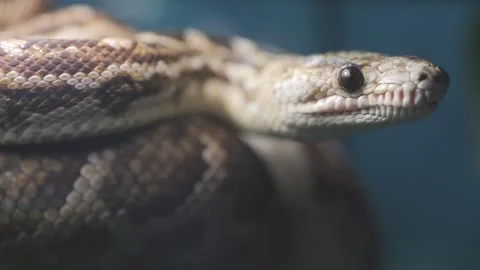 Snake is shown with its head up and its body curled up Stock Footage 306585185