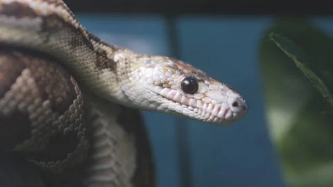 Snake is shown with its head up and looking at the camera Stock Footage 309208110