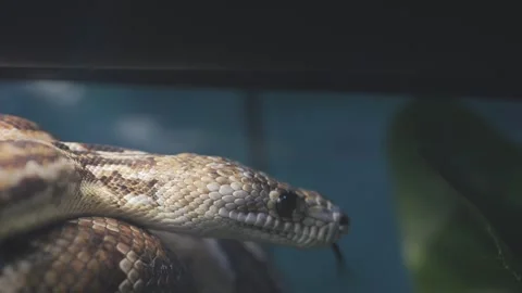 Snake is shown in a tank with a green leaf in the background 動画素材 305993091