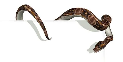 Snake on Sign Edge Stock Illustration