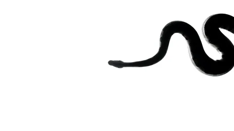 Snake silhouette right of screen, camera from bottom Stock-Footage 154574130