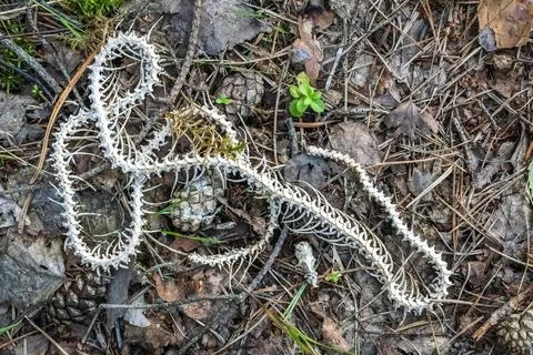 Snake skeleton on the ground Fotos Stock