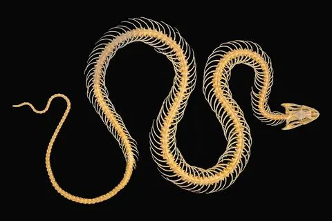 Snake skeleton isolated on black background showcasing intricate bone struc.. Stock Photos