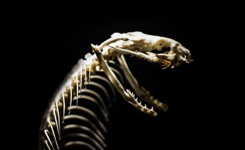 Snake Skeleton  写真素材