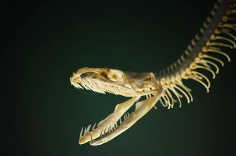 Snake Skeleton Stock Photos