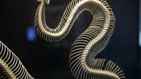 Snake skeleton scientifically displayed Stock Footage 197702231