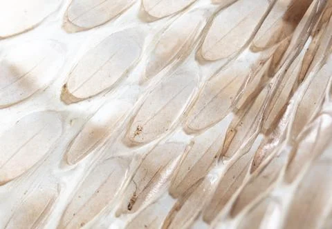 Snake skin as an abstract background. Texture Stock Photos