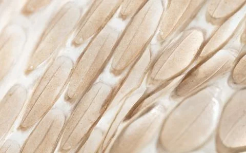 Snake skin as an abstract background. Texture Stock Photos