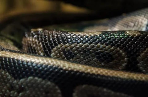 Snake skin abstract textured Pattern spoted Stock Photos