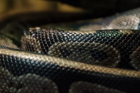 Snake skin abstract textured Pattern spoted Stock Photos